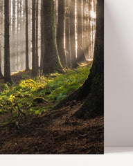 After Hover: Forest