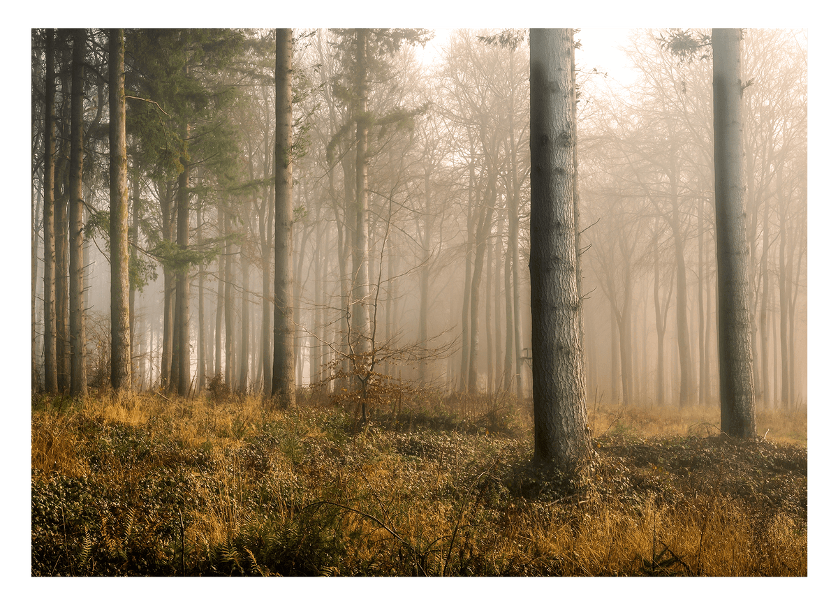 Wald