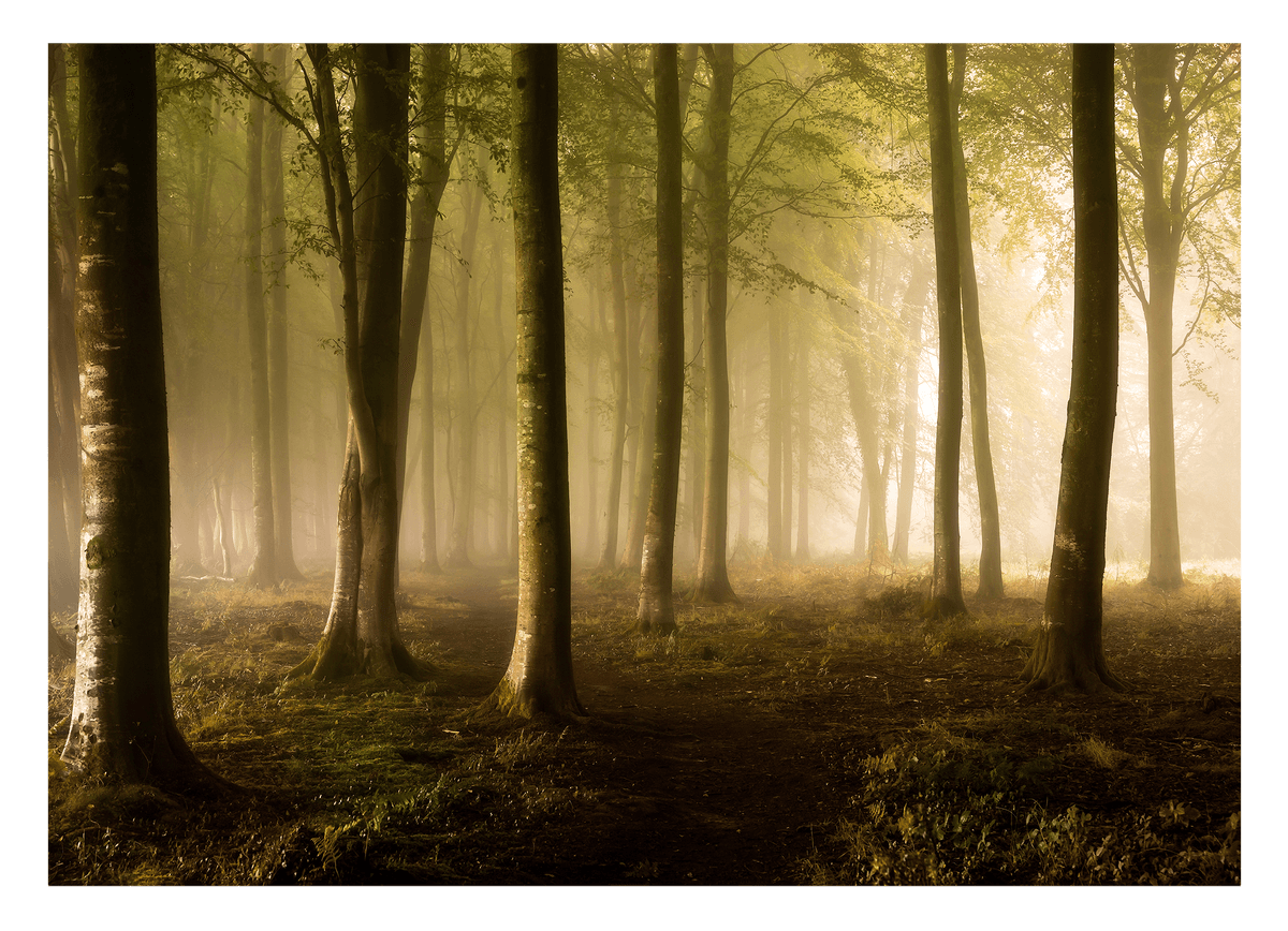 Wald