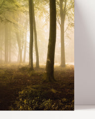 After Hover: Forest