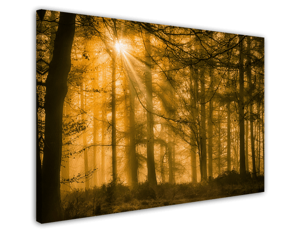 Wald
