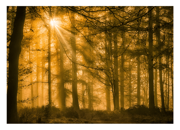Wald