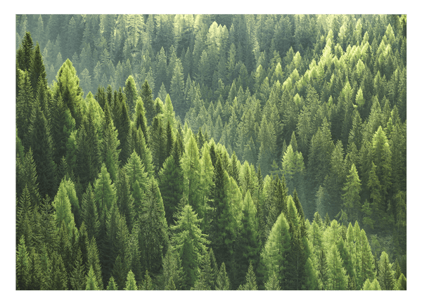 Wald von oben - Grüne Baumkronen