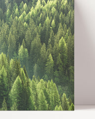 After Hover: Forest from above - Green treetops