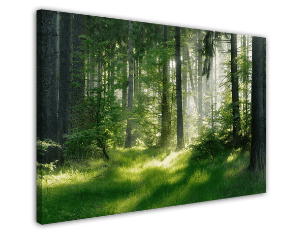 Wald im Frühling