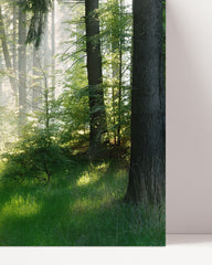 After Hover: Forest in spring