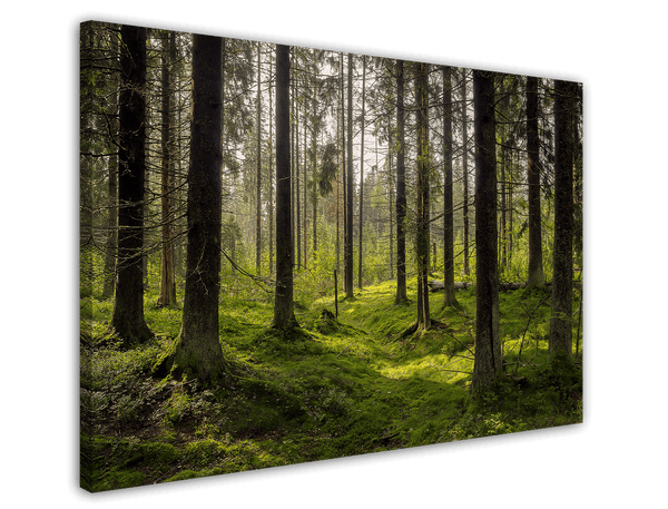 Moos im Wald
