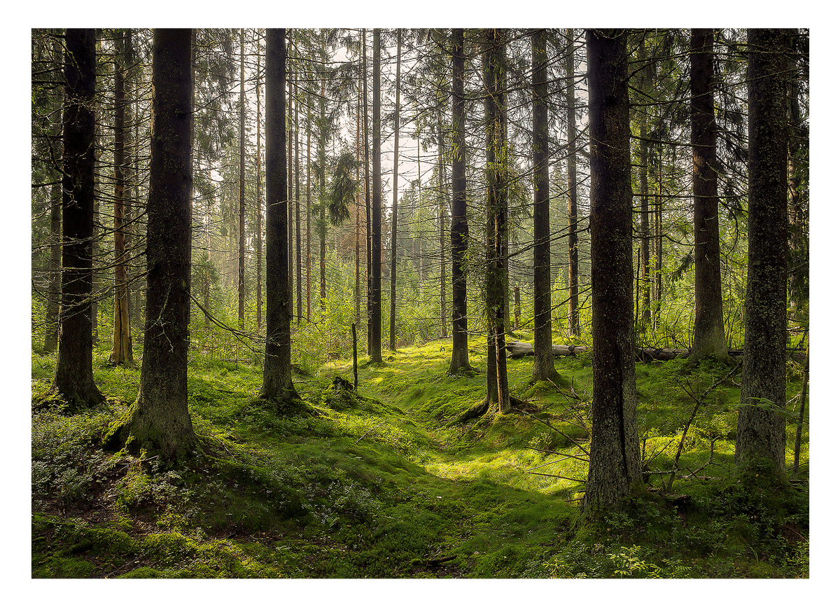 Moos im Wald