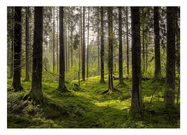 Moos im Wald