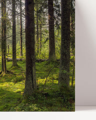 After Hover: Moss in the forest