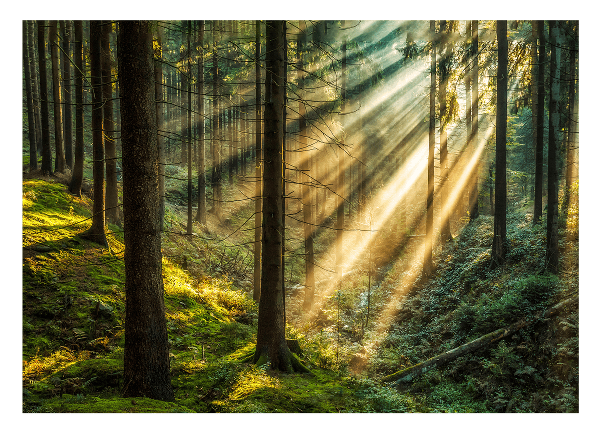 Warme Sonnenstrahlen im Wald - Natur Aufnahme