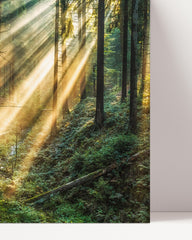 After Hover: Warm sunbeams in the forest - nature shot