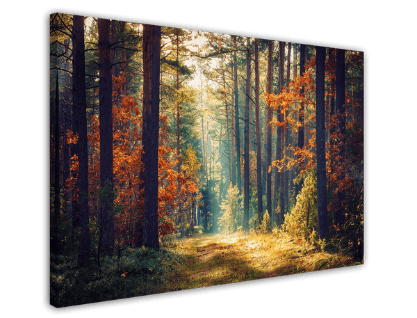 Herbst im Wald
