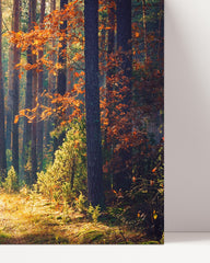 After Hover: Autumn in the forest