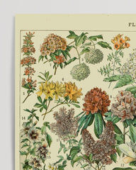 After Hover: Adolphe Philippe Millot - Vintage Blumen-Übersicht