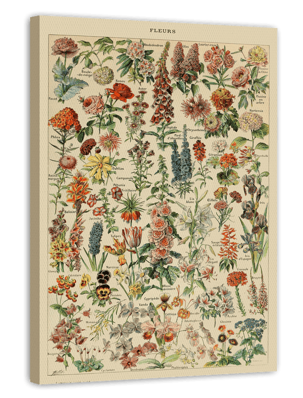Adolphe Philippe Millot - Vintage Blumen-Übersicht