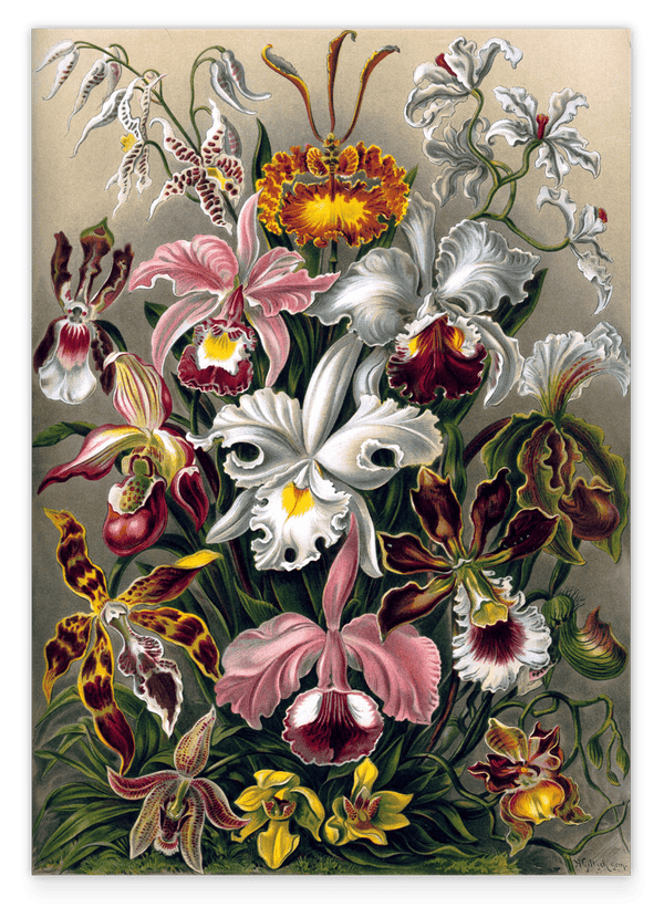 Ernst Haeckel - Blumen