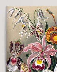 After Hover: Ernst Haeckel - Flowers