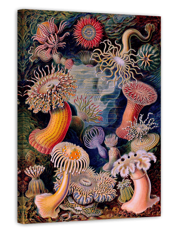 Ernst Haeckel - Anemonen