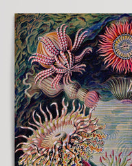 After Hover: Ernst Haeckel - Anemones