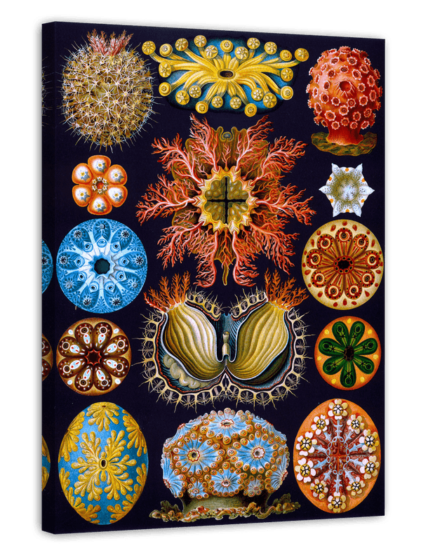 Ernst Haeckel - Ascidian
