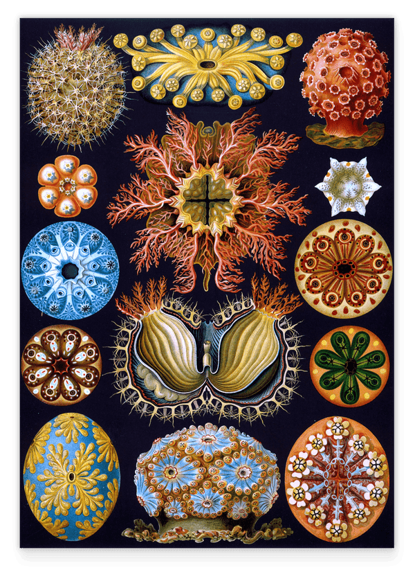 Ernst Haeckel - Ascidian