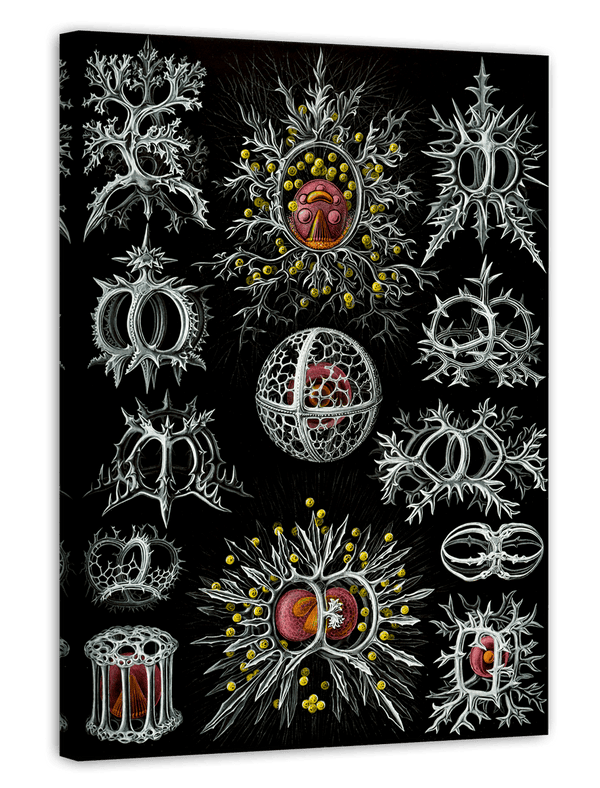 Ernst Haeckel - Mycetozoa