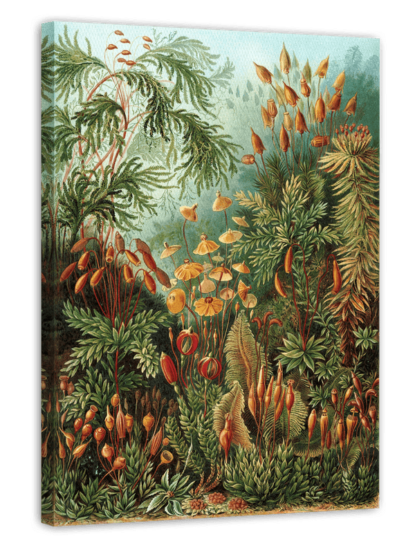 Ernst Haeckel - Botanik