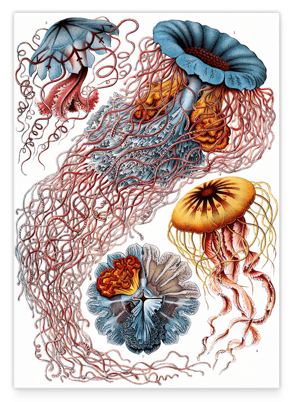 Ernst Haeckel - Quallen