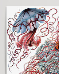 After Hover: Ernst Haeckel - Jellyfish