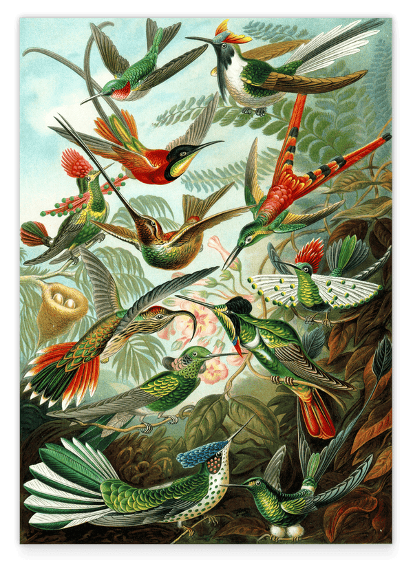 Ernst Haeckel - Vögel im Paradies