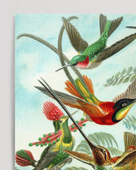 After Hover: Ernst Haeckel - Birds in Paradise