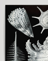 After Hover: Ernst Haeckel - Seashells and Snails