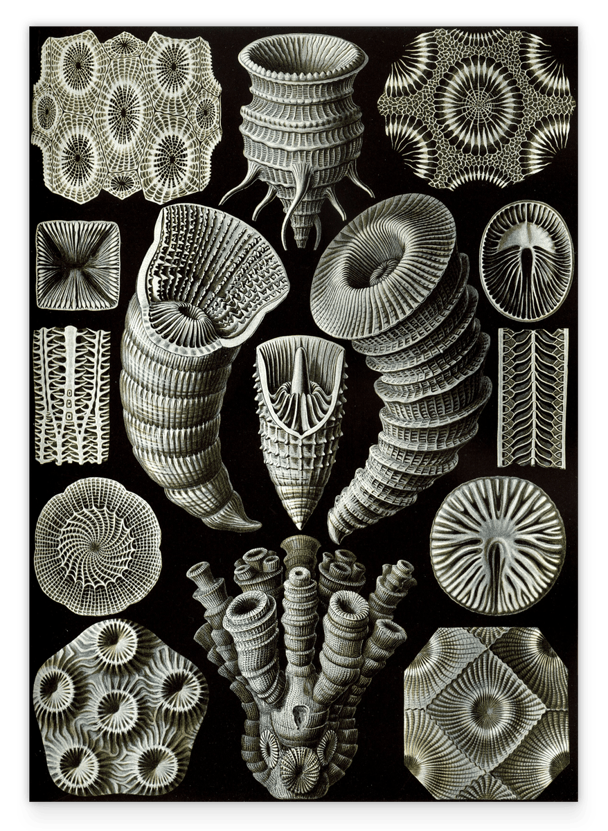 Ernst Haeckel - Art Forms of the Sea