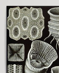 After Hover: Ernst Haeckel - Art Forms of the Sea