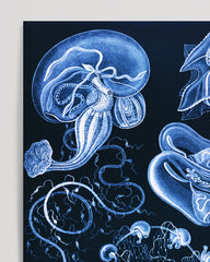 After Hover: Ernst Haeckel - Art Forms of the Sea in Blue