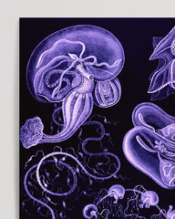 After Hover: Ernst Haeckel - Art Forms of the Sea in Violet