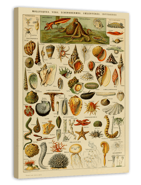 Adolphe Philippe Millot - Muscheln und Schnecken