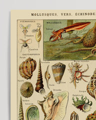 After Hover: Adolphe Philippe Millot - Shells and Snails