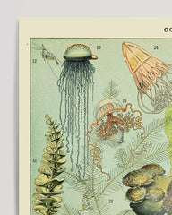 After Hover: Adolphe Philippe Millot - Underwater World II
