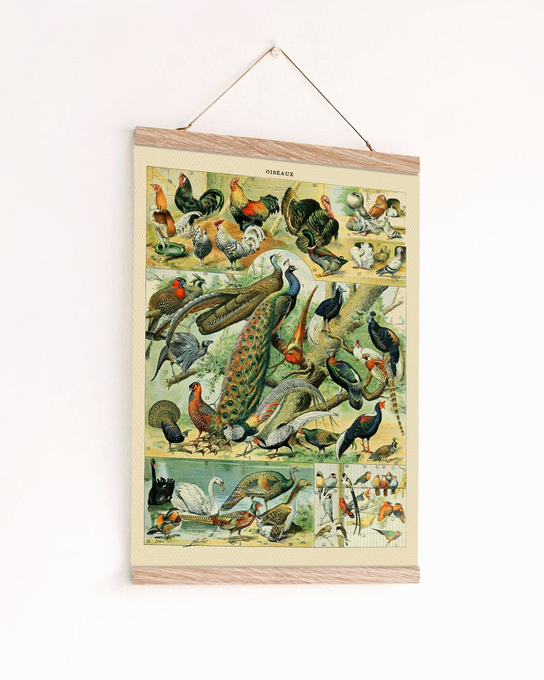 canvas