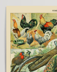 After Hover: Adolphe Philippe Millot - Bird Species