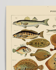 After Hover: Adolphe Philippe Millot - Pisces