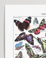 After Hover: Adolphe Philippe Millot - Butterflies