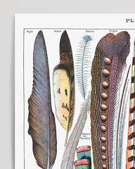 After Hover: Adolphe Philippe Millot - Feathers