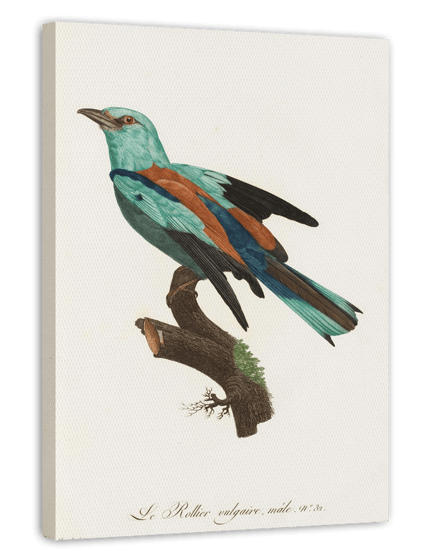 François Levaillant - Bunter Paradiesvogel