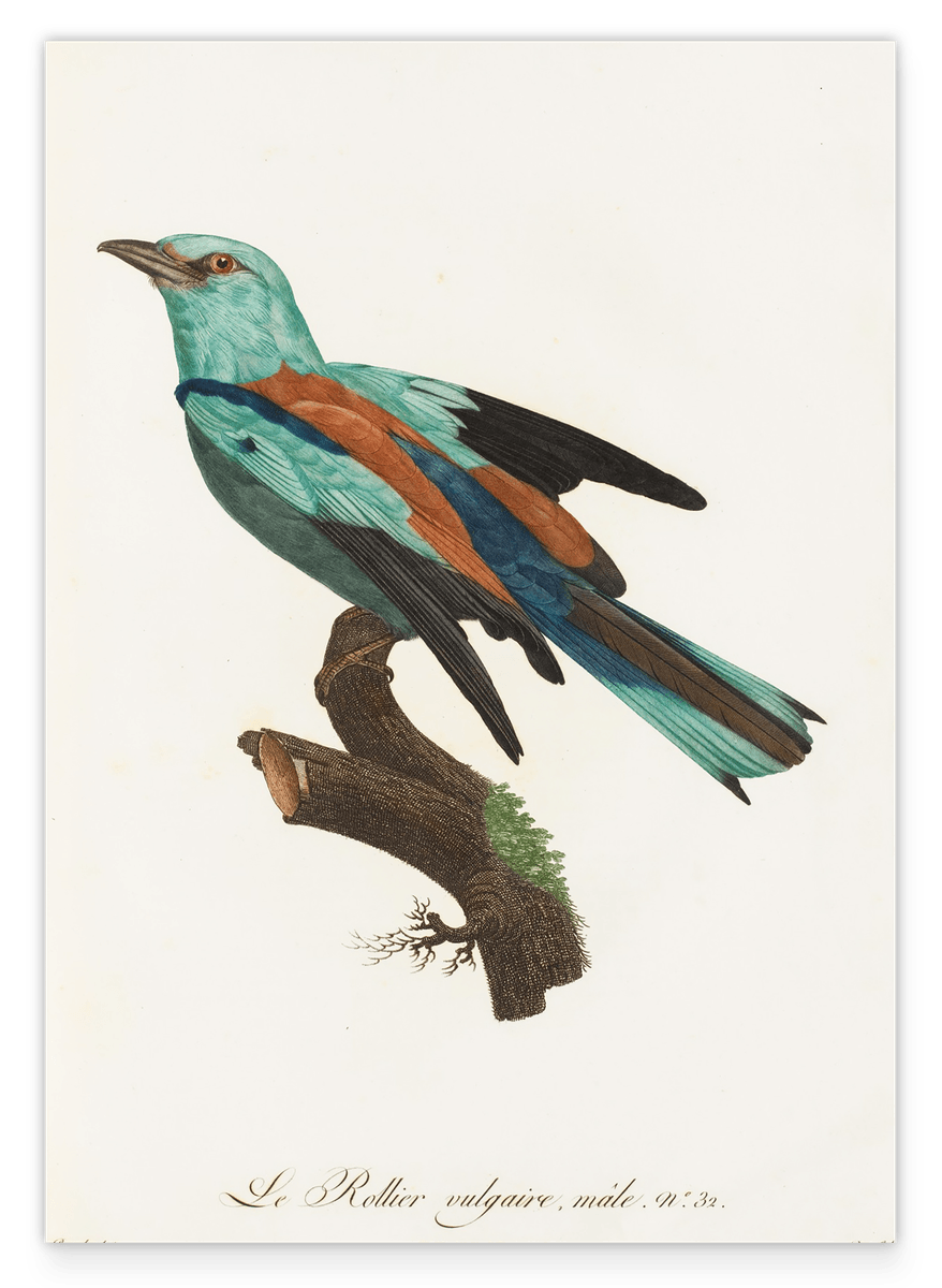 François Levaillant - Bunter Paradiesvogel