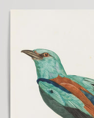 After Hover: François Levaillant - Colorful bird of paradise