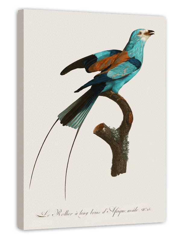 François Levaillant - Bunter Paradiesvogel