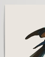 After Hover: François Levaillant - Colorful bird of paradise